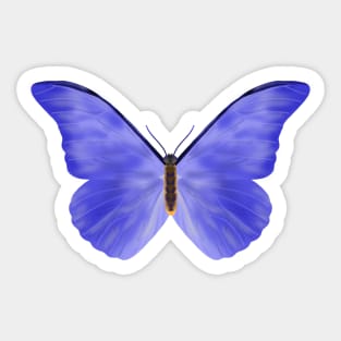 Blue Butterfly Sticker